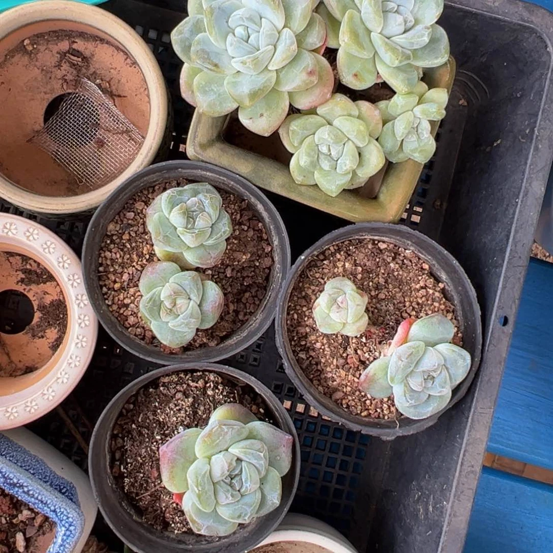 新年快乐 新年快乐