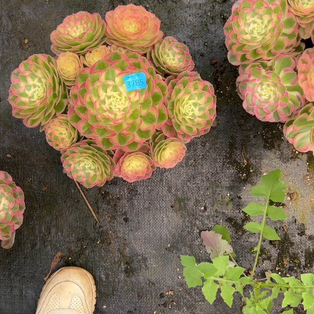 ?***03785玉姿多肉多肉多肉多肉