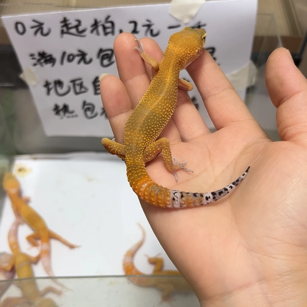 豹纹守宫豹纹守宫