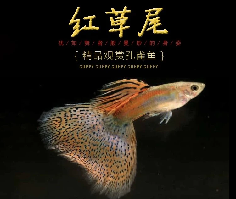 精品小型孔雀鱼热带鱼红草尾种鱼（入缸后不包损）