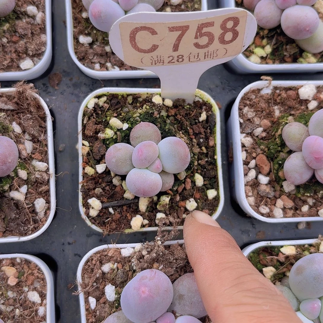 C758Mike奶一物一拍