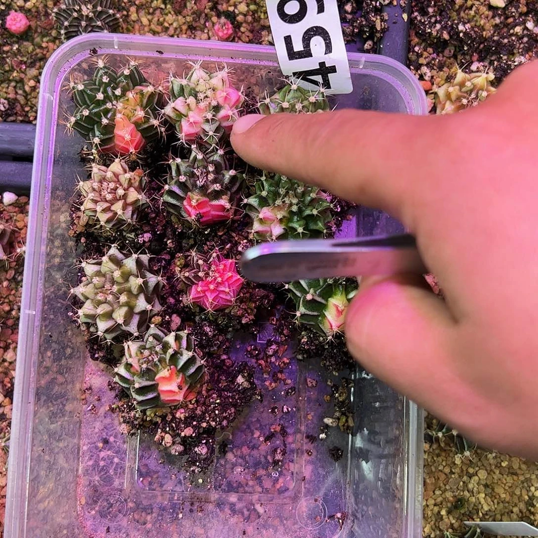 开***好当前无花朵，栽培后可花朵459