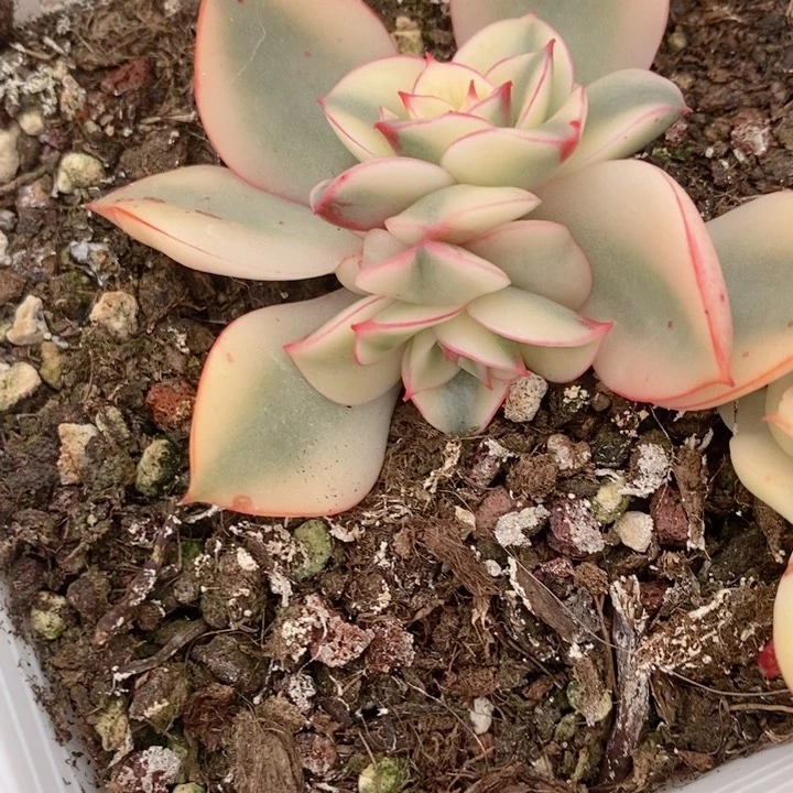 #***慧斗牛士锦底座多肉锦