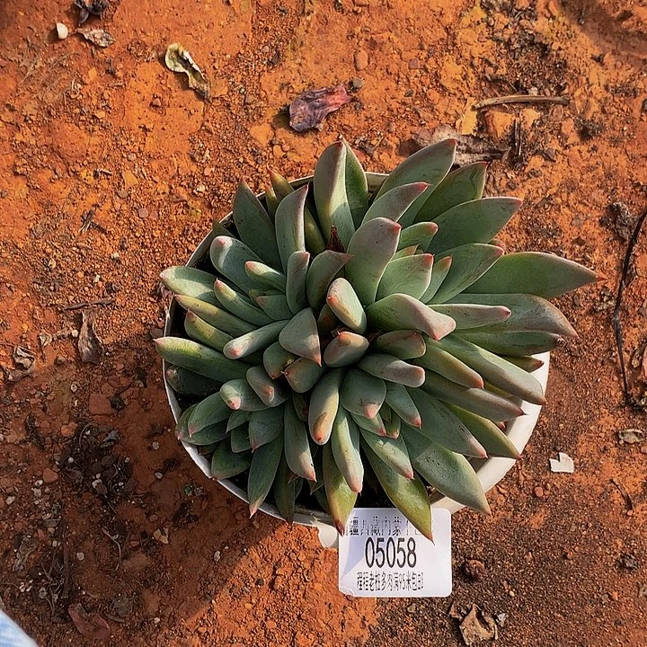 ****1圣徒05058多肉多肉