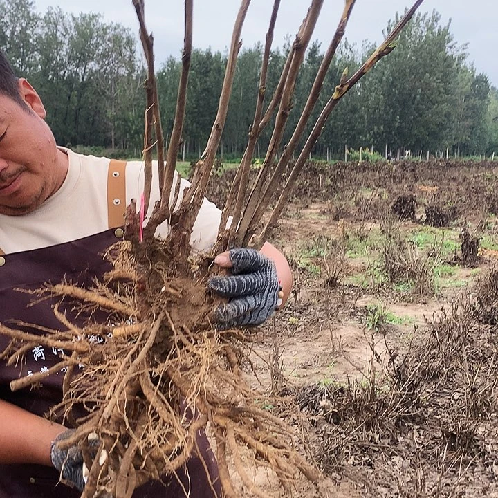 家***宝当前无花朵，栽培后可花朵黄金阁94