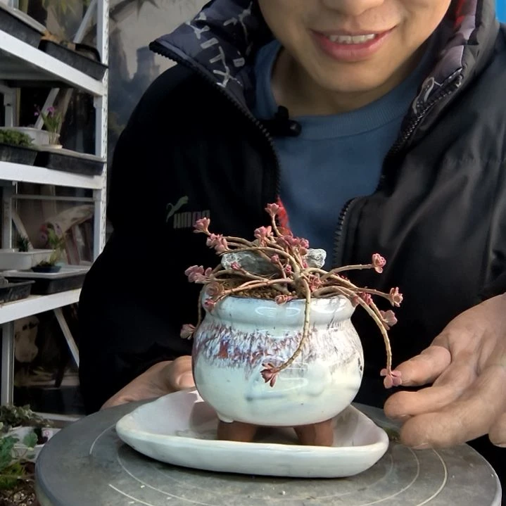 糖*小盆景小植物一物一拍137