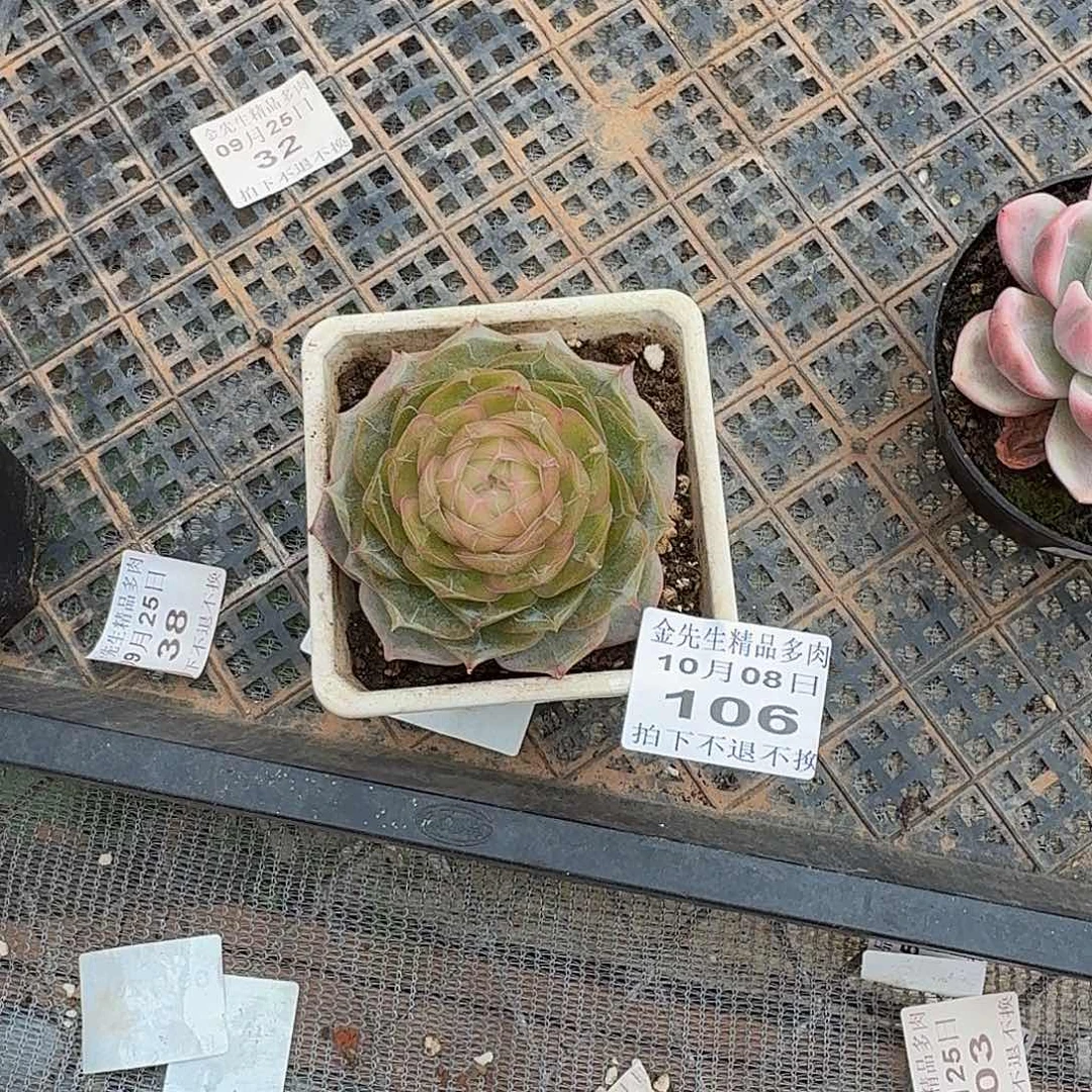 請***1008-106琉璃盏单头