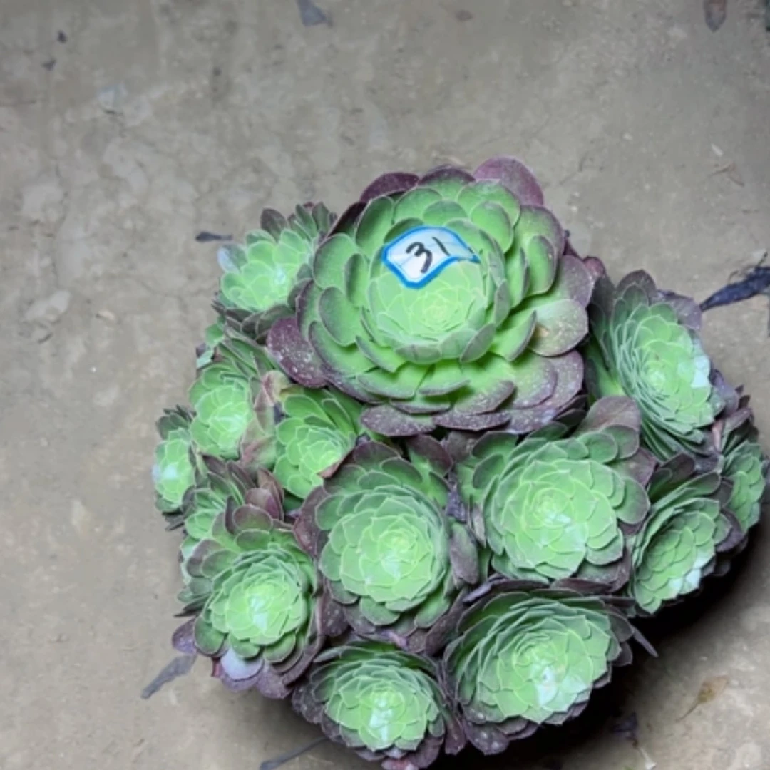 【闪购商品】多肉植物圣罗兰31