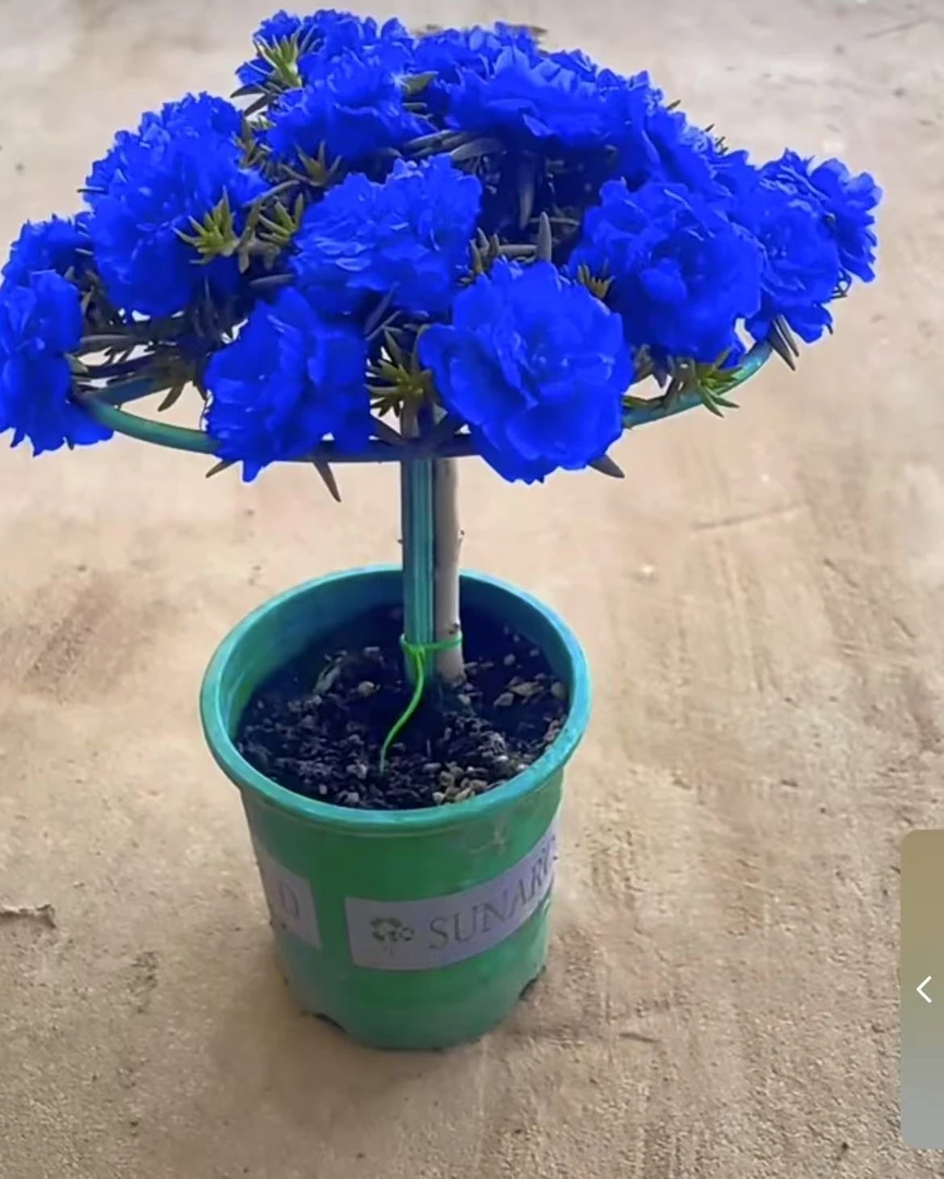 多色太阳花蓝色太阳花苗盆栽重瓣大花绿植室内外四季开花