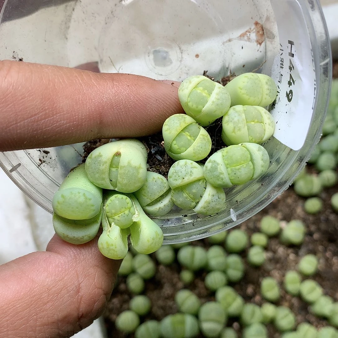 木*H449多肉植物保护