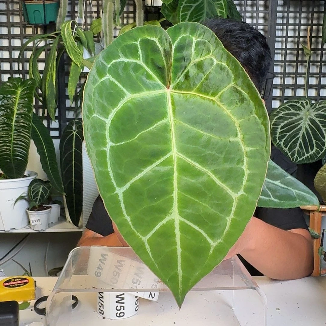 无花朵P*一物一拍W48