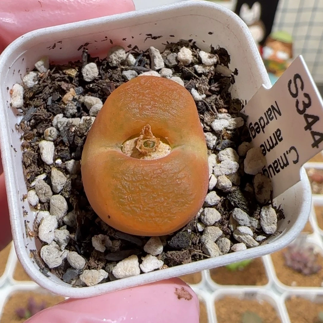 肉锥多肉植物组合-水蜜桃1038