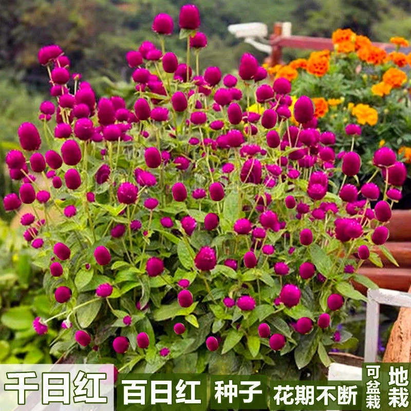 优品的千日红种子百日红火球四季庭院景观绿化花卉易活花籽千日紫