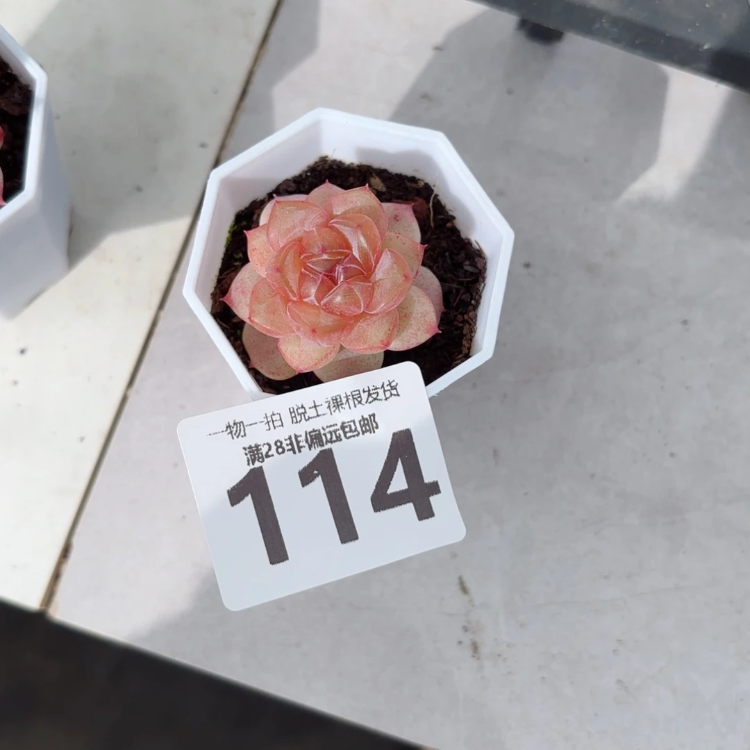 楼兰单头无盆土发货