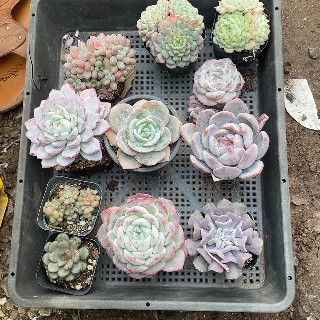 你自己吃哇吃的饭也快回去