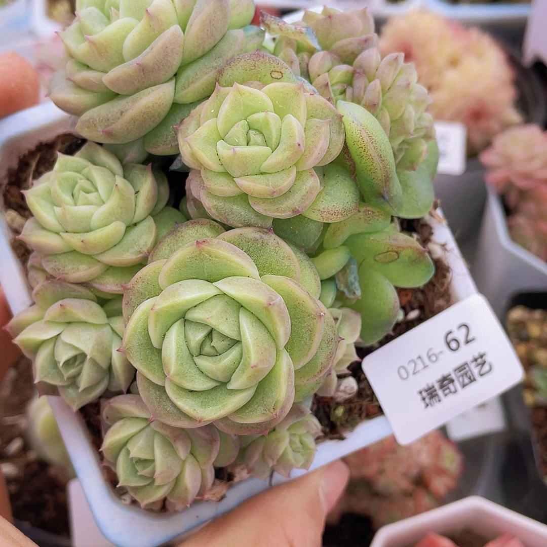 0000000000062一物一拍