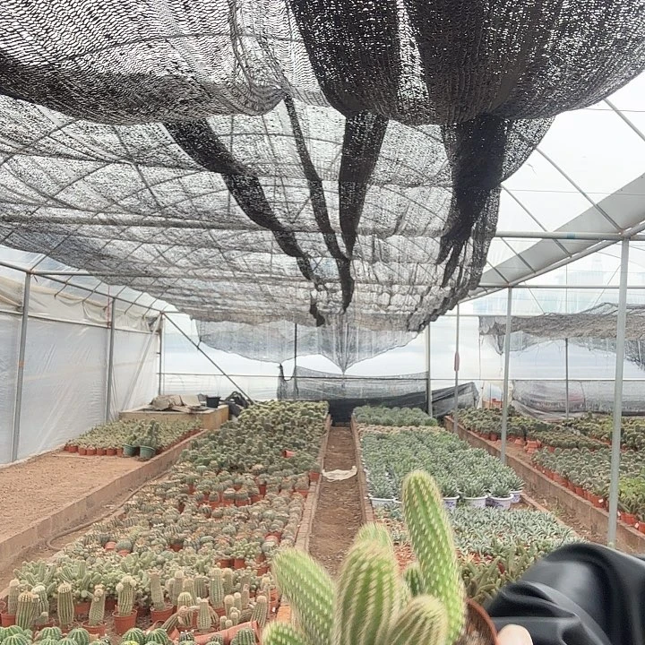 吕根岛日落（掉头掉崽不售后）