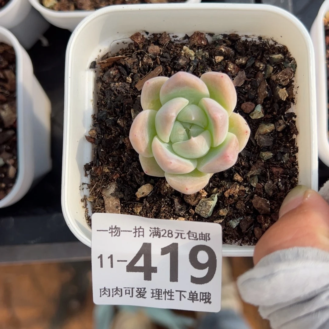 白泽，多肉多肉多肉多肉