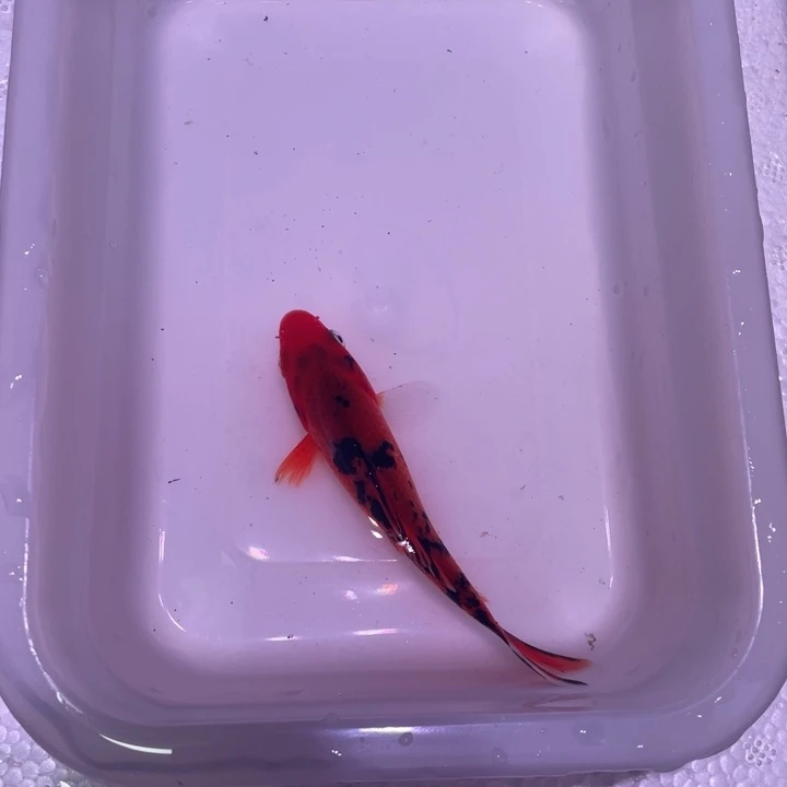 锦鲤三色锦鲤14号