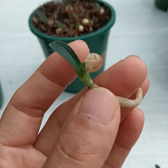 狗***哥无花朵特色花卉君子兰小苗君