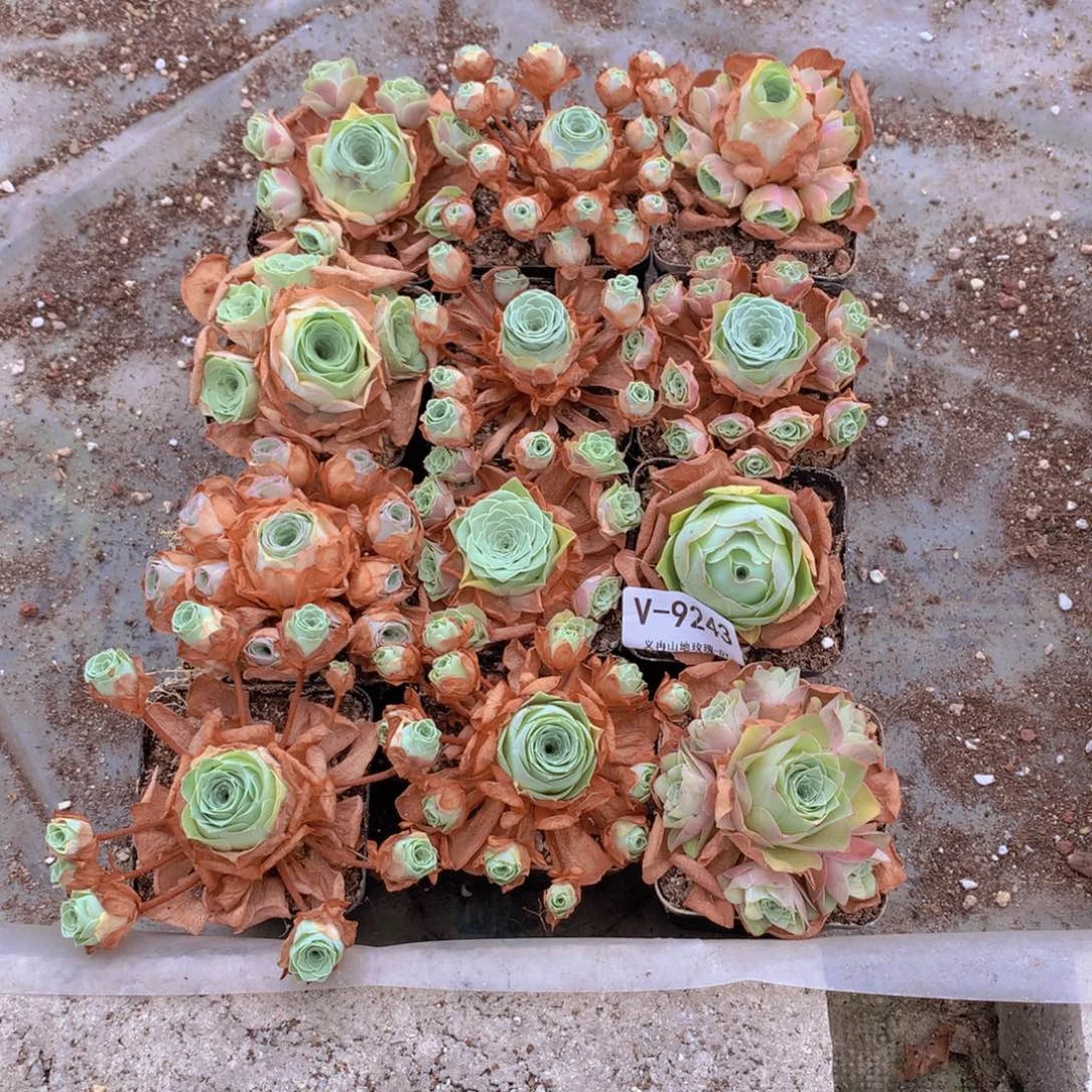 9243会掉侧芽不售后