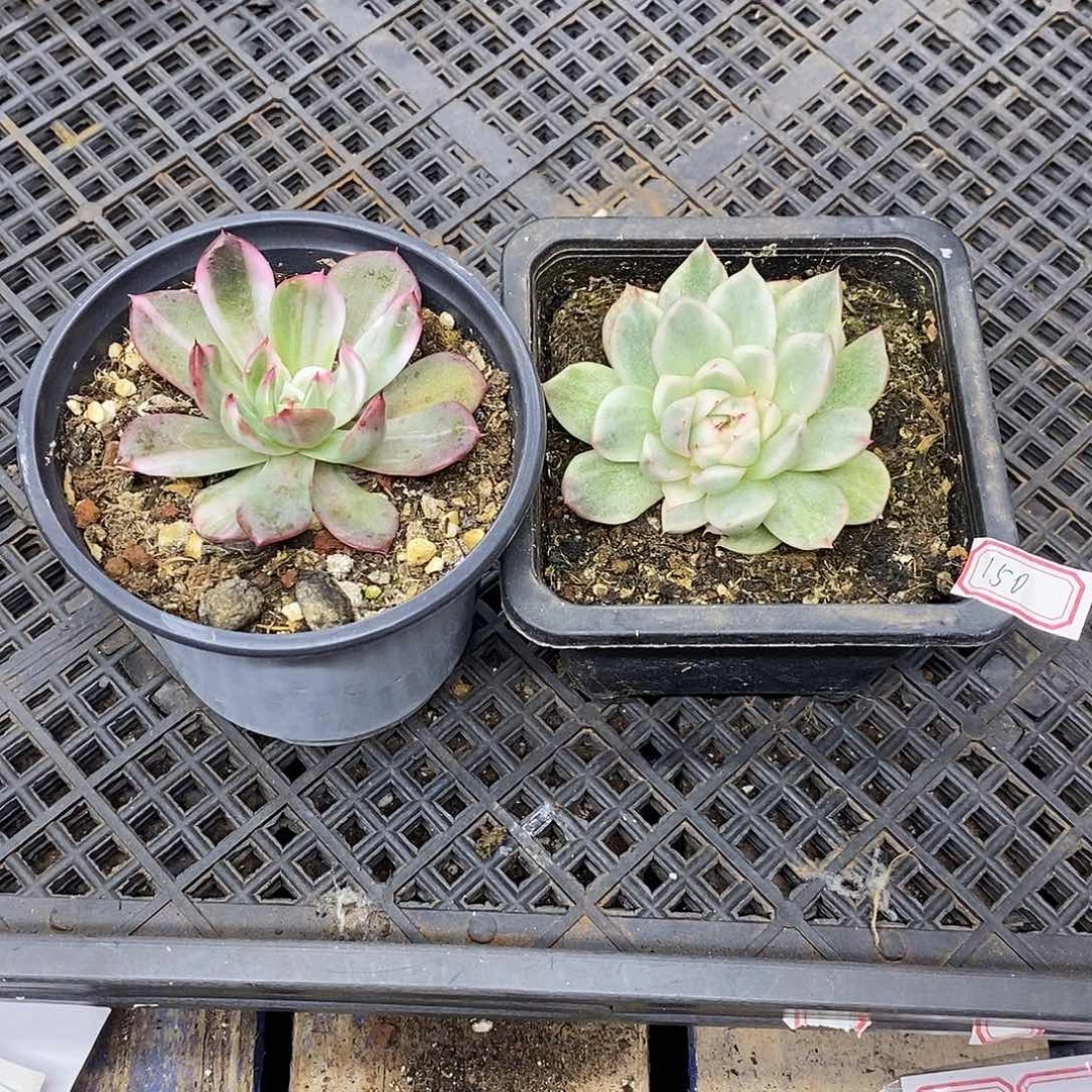 无*谓22150 弗朗明戈锦加圣路易斯覆轮锦