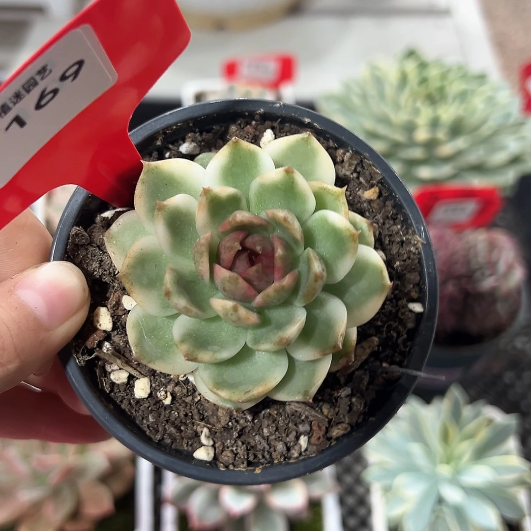 169号黑水晶锦多肉植物