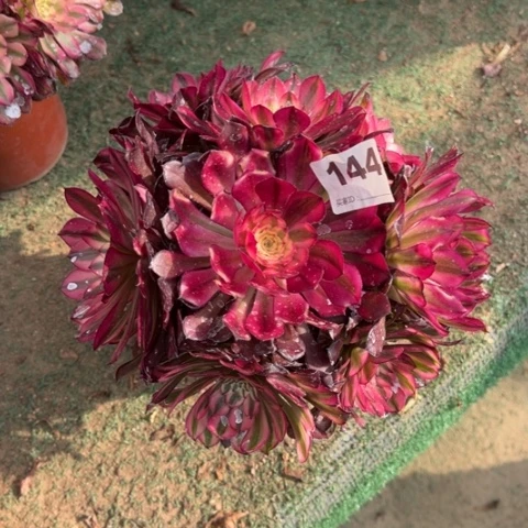 秘*144铜雀台朵朵多肉，