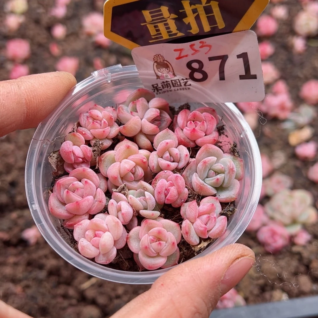 多肉植物多肉植物