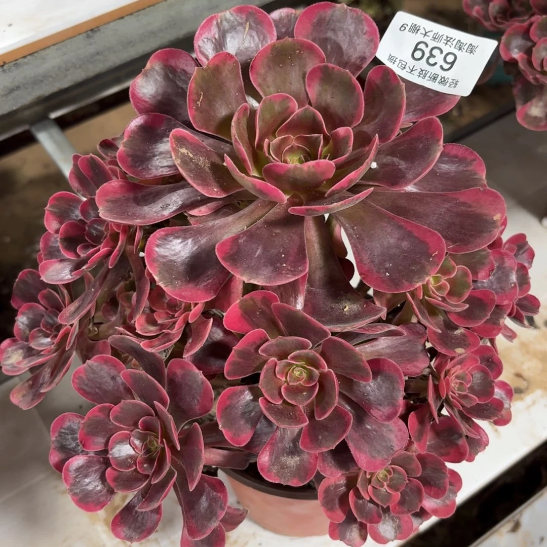 639爱神多肉植物法师