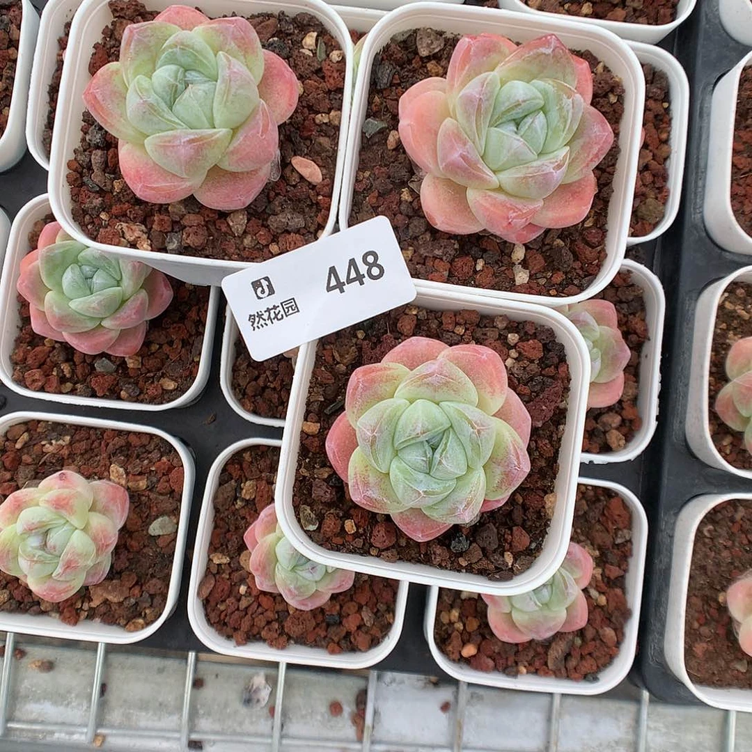 448冰玉多肉植物6666