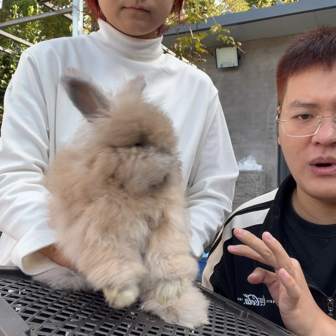 双血统英系安拉兔子