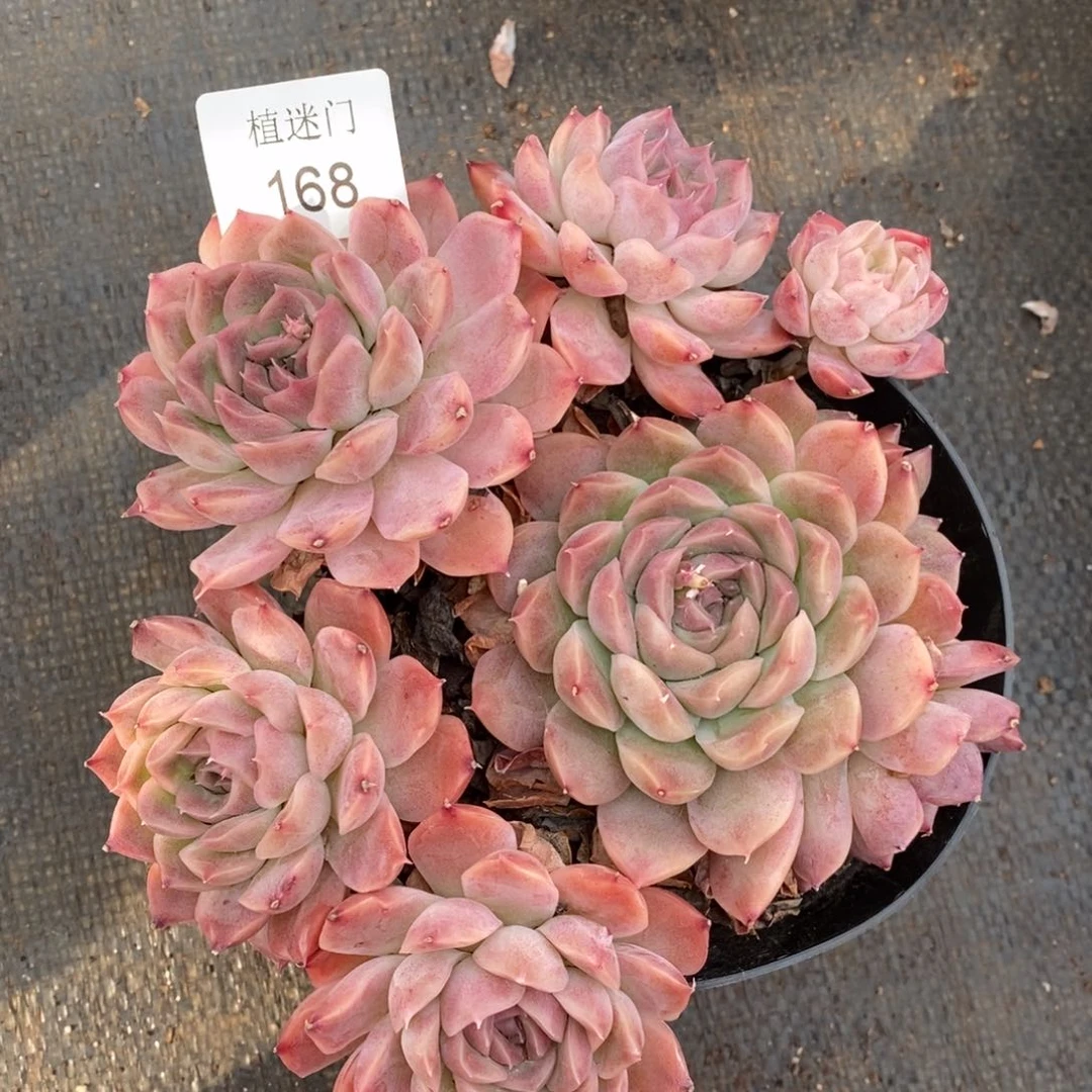 清****༇杂交精品多肉168