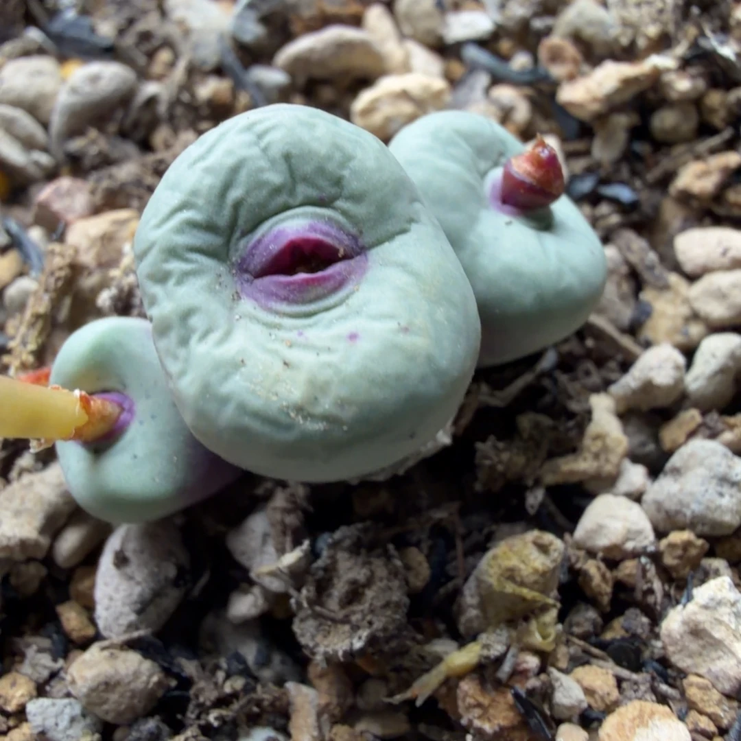 1380b双头带种荚366号