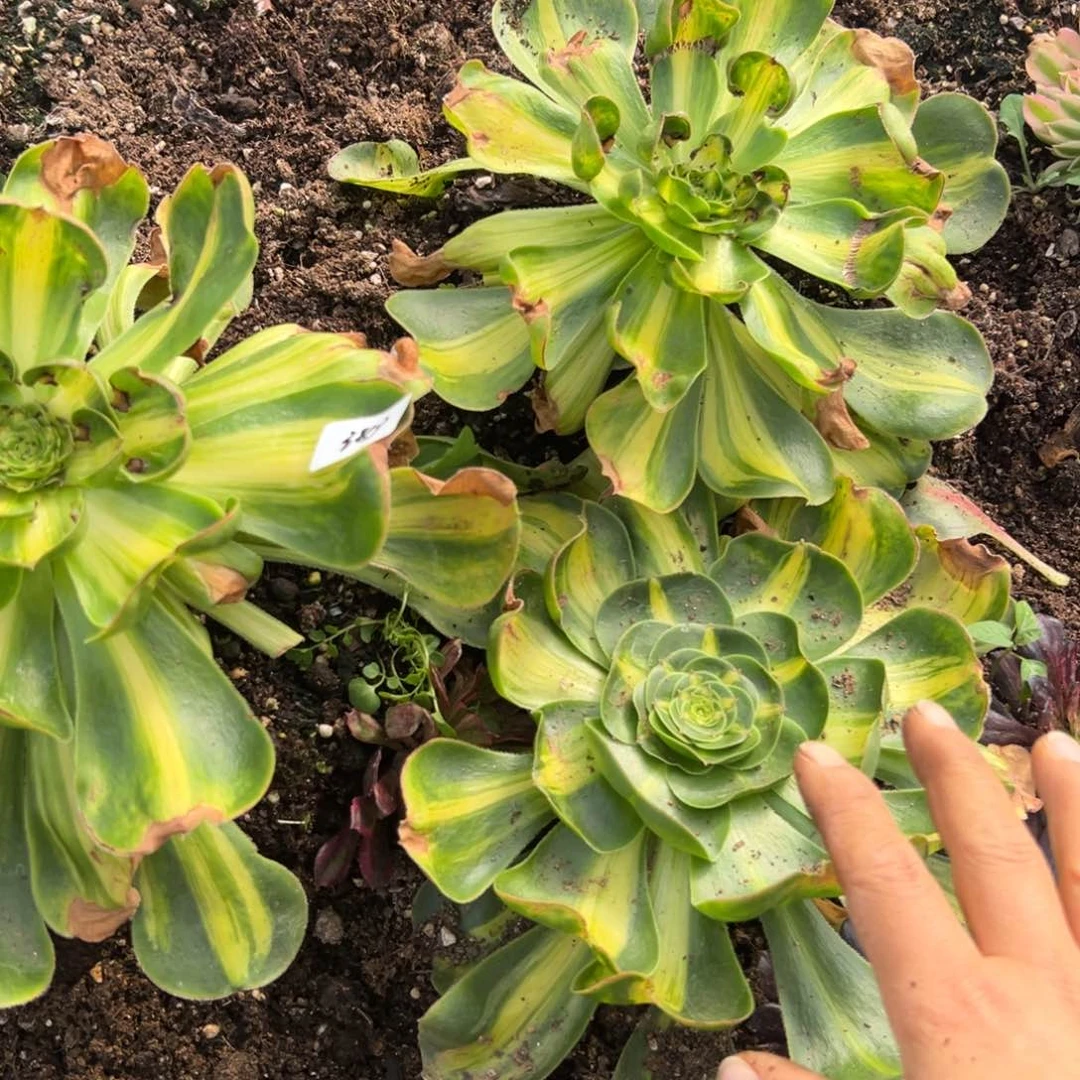 388暴君多肉一颗多肉多破多肉