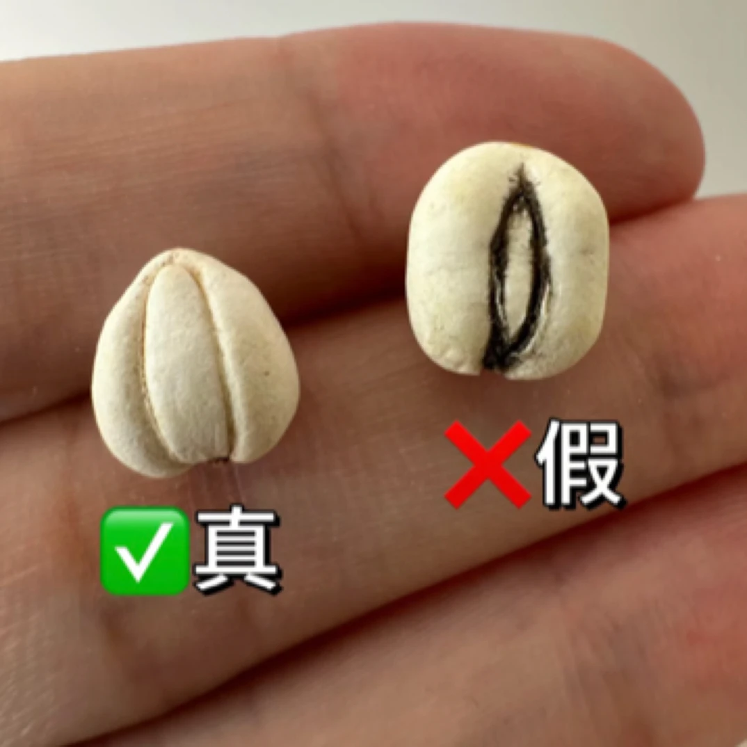 【尚品阁】野生松贝，怀中抱月，小芽到顶。