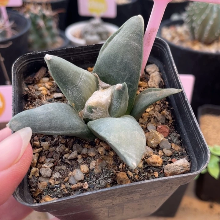 实生花牡丹一棵3024