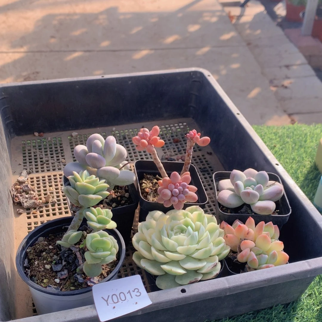 多肉植物框拍包邮13