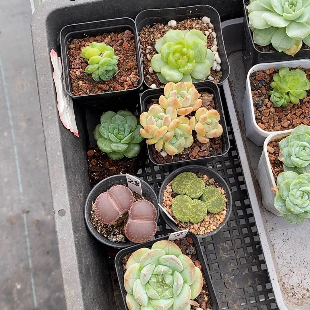 一筐7颗多肉植物哈