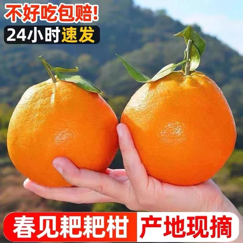 正宗四川春见耙耙柑产地直发当季新鲜水果丑橘不知火丑八怪粑粑柑