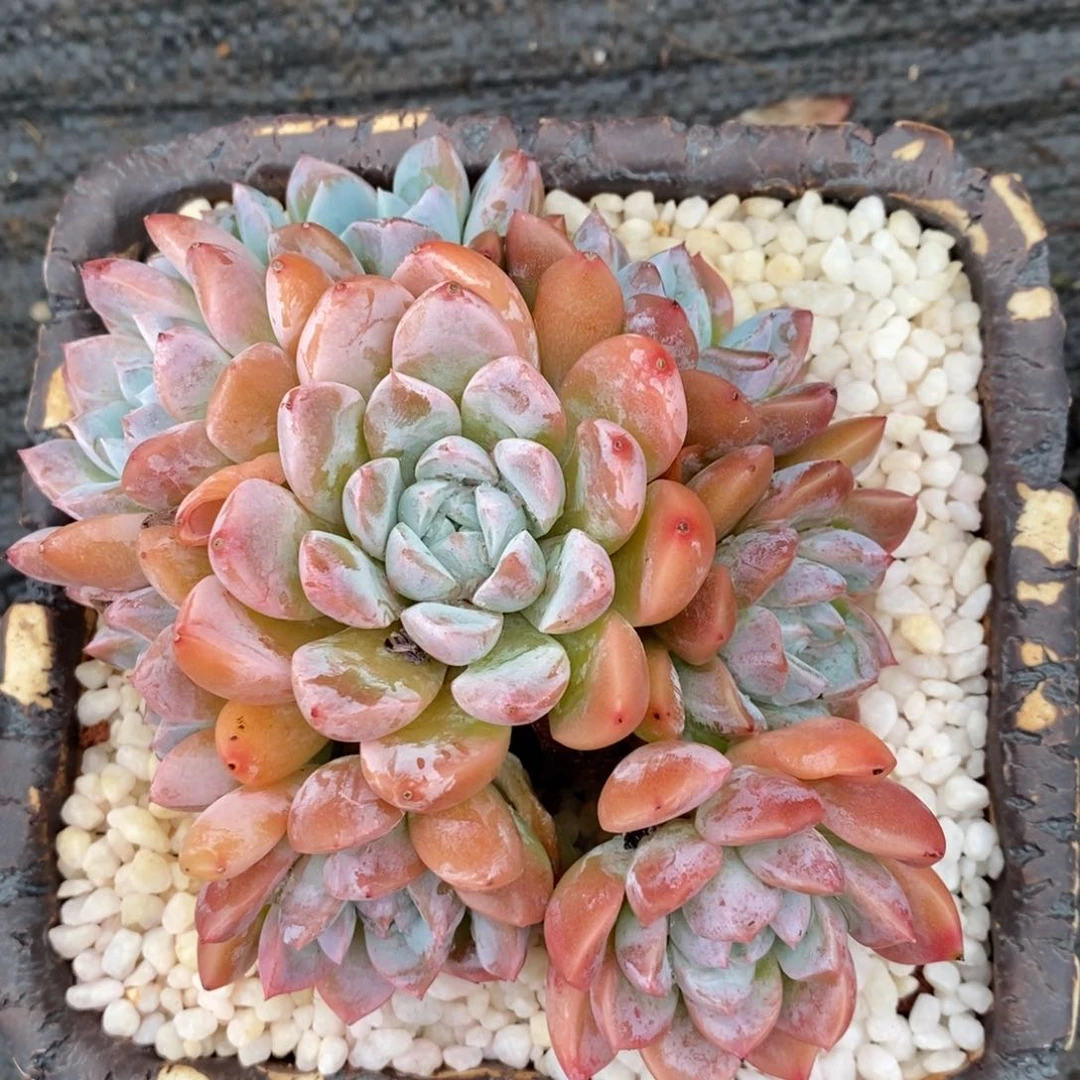 ＆****?若惜粉冰玉杂多肉植物盆栽