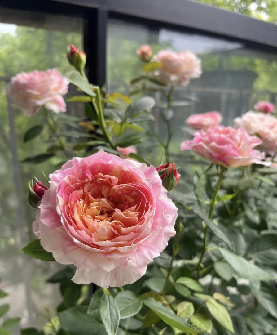 灌木月季花苗莫奈花四季开花花浓香耐寒条纹玫瑰花卉盆栽阳台植物
