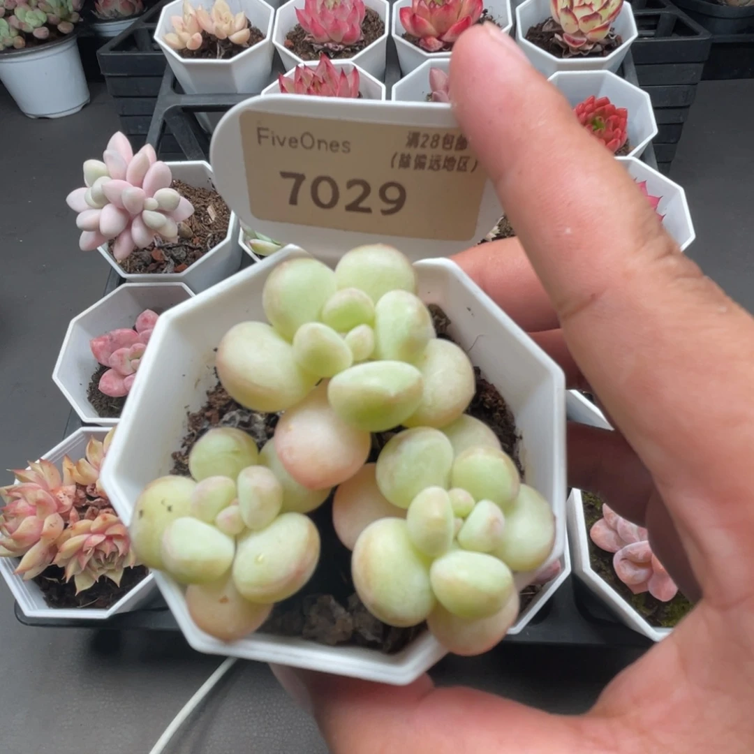 7029泡泡糖5.0厘米