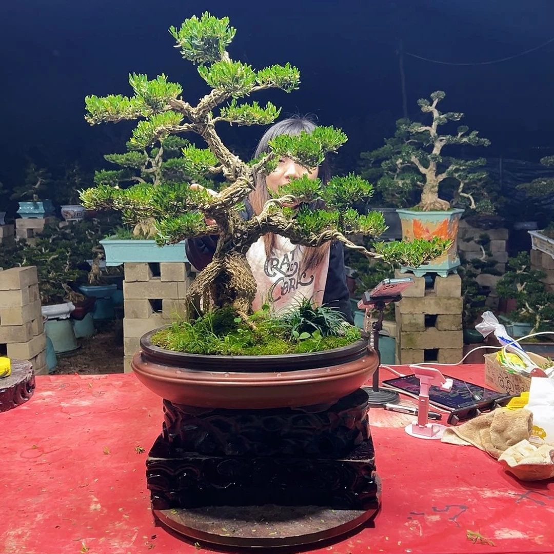 当前无花朵，栽培后可花朵