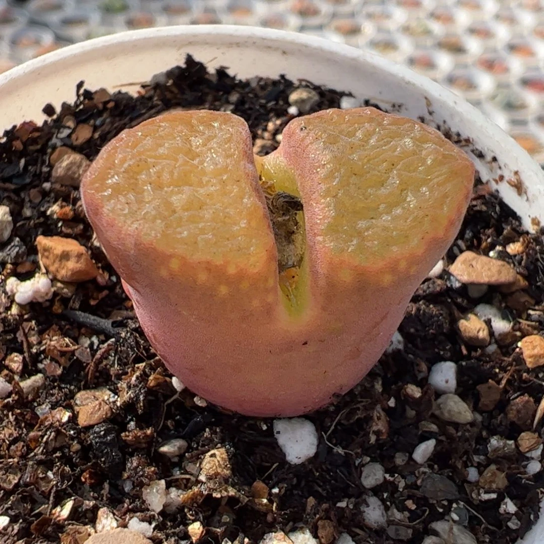 811多肉葡萄品种