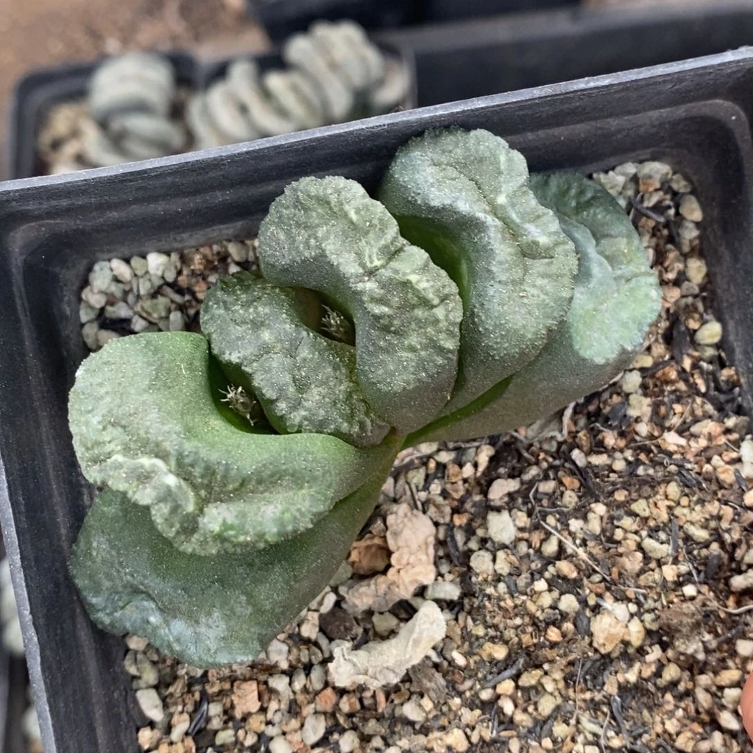 3108 一颗大黑玉扇 超级福利