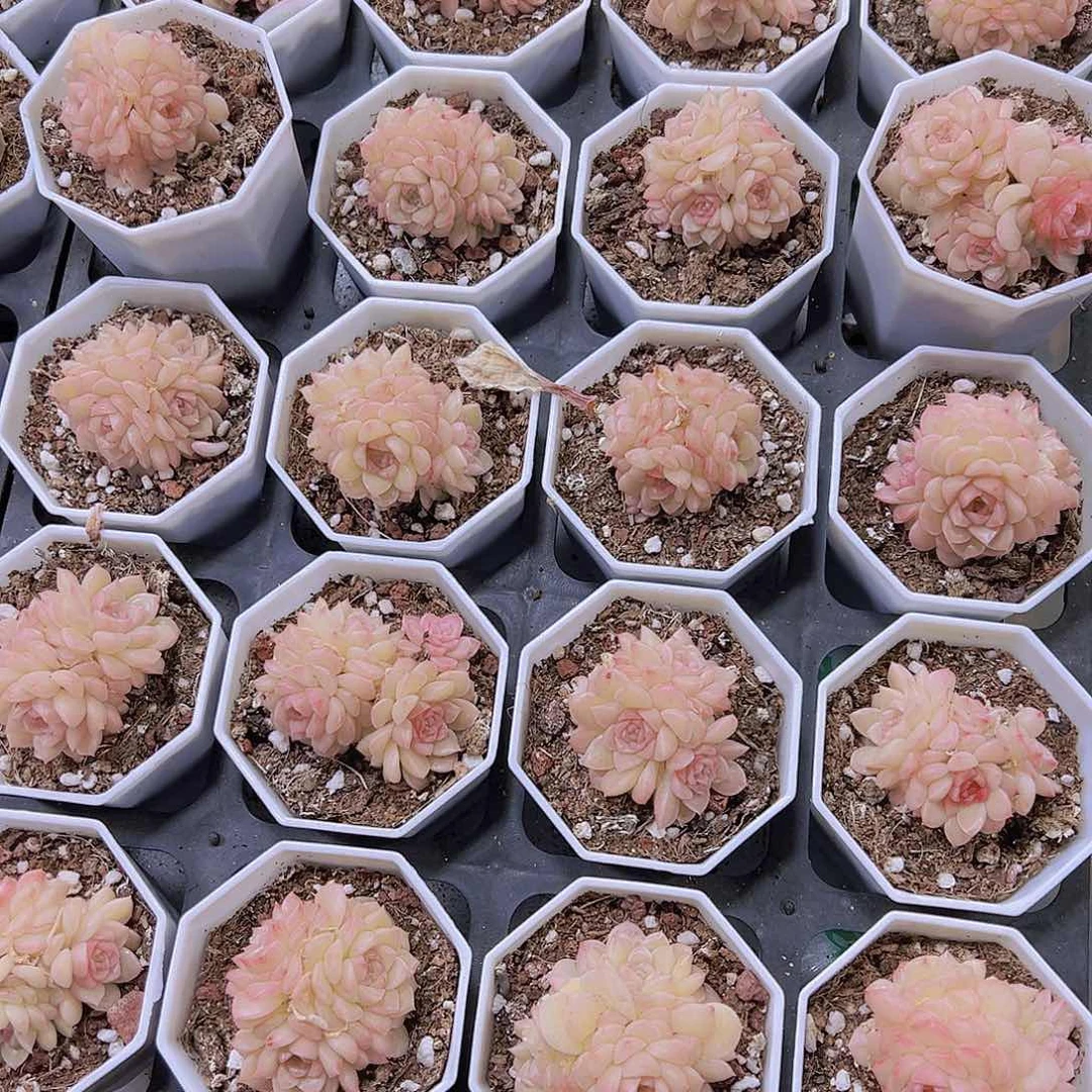 珍珠麦杆群19包邮