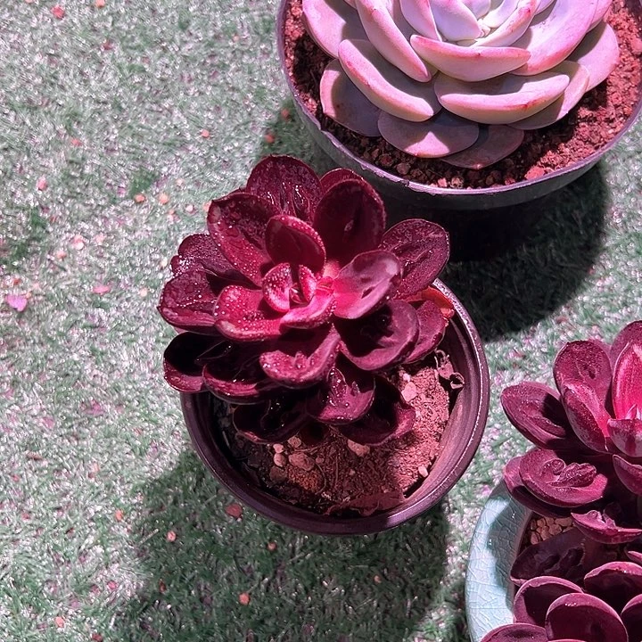 红丝龙骨一个脱土