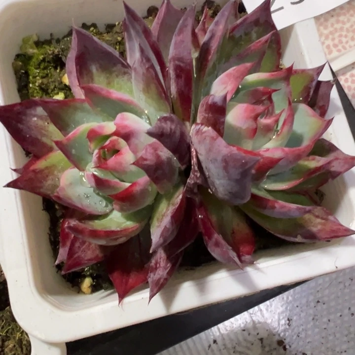 2566多肉植物惊鸿