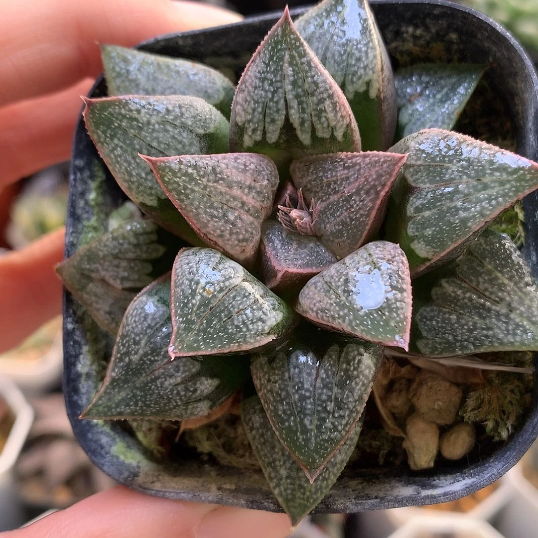 楼姬带盆土发货tll